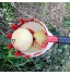 WXking Picker à Fruits utiles en Plein air Pomme Orange Peach Poire Poire Pratique Jardin Picking Sac Sac cueillant Attrape