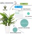 VegTrug Plant Monitor Soil Tester 4 en 1 Flower Care Bluetooth Testeur de Sol Surveille Automatiquement Les Niveaux de L'humidité Lumière Fertilité Température pour Jardin Plante avec appli2 Pack