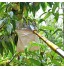 Bakiauli Cueille Fruits et Couteau à Doigt en Silicone Cueilleur Panier Tête Cueilleurs de Fruits avec Capuchons Protecteurs Outil de Cueillette pour Fruits
