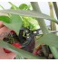 TABOR TOOLS K7E Sécateur de précision Ciseaux de Jardin Ciseaux de récolte pour Fruits Fleurs coupées Herbes légumes hydroponiques et Raisins