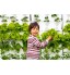 Minigarden Vertical Kitchen Garden pour 24 Plantes Comprend Le kit d’arrosage Goutte-à-Goutte Autoportant ou Fixé au Mur Long Cycle de Vie Blanc