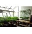 Minigarden Vertical Kitchen Garden pour 24 Plantes Comprend Le kit d’arrosage Goutte-à-Goutte Autoportant ou Fixé au Mur Long Cycle de Vie Blanc