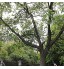 HYLDM Scie à Perche télescopique Treesaw Sécateur d'arbre télescopique Perche d'extension Scie à Double Crochet Scie à Branche Haute pour la Maison et Le Jardin 3,6 m