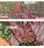 Rateau Feuille Ramasse Herbe Outil de jardinage professionnel balai de jardin 22 dents avec poignée ergonomique râteau à feuilles rétractable pour le nettoyage des feuilles ferme d'arrière-cour