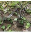 MWXFYWW Binette de Jardin，Houe à Usage Unique avec Manche en Bois en Acier Inoxydable pour ameublir Le Sol et cultiver des potagers