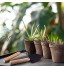 3 pcs Outils de Jardin,Ensemble Outils Jardinage,Outils de Bonsaï,Mini Jardinage Outils Pour pot de jardin plantes et semis