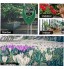 Succulent Outil Mini Jardinage Bonsaï Kit de transplantation de sol Testeur de sol Humidité PH Rake Pruner Tweezer 10pcs Outils de jardin