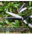 Colwelt Cisaille à haies 53 cm coupe-haies pour tailler les bordures buis et buissons cisaille de jardinage avec lames tranchantes en acier au carbone et poignée ergonomique confortable