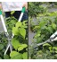 LAOA Cisailles à haies outils de jardinage clôtures arbustes grosses fleurs branches de fruits cisailles de jardin cisailles verdoyantes cisailles rétractables en aluminium 71,1 cm