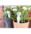 5 doseurs d'irrigation pour pots de fleurs avec pointe en argile et tuyau
