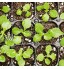 Lot de 6 cellules de semis pour semis Bac de démarrage Bac de semis Bac à germes Bac de plantation Pot de fleurs