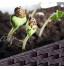 Potager Surélevé Carre Potager Kit de lit de Jardin surélevé en Plein air pour jardinière surélevée pour la Culture d'herbes à Fleurs de légumes Frais avec arrosage et Bouchon de Drainage ZHE