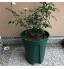 xuanxuajia des Pots de Fleurs pour Bureau Décorations pour la Maison Bac à légumes Jardin Décorations Contenants pour Plantes Grand 9.45inch