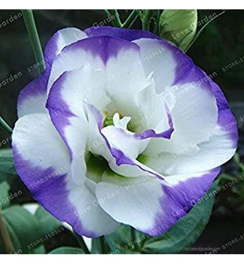 . Eustoma grandiflorum 100 pièces rares Fleurs Lisianthus Jardin Plantes faciles à cultiver: 6