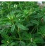 Phaseolus lunatus Herbe Graines Herbe Biologique Facile à Cultiver pour Bonsaï Maison Jardin Yards Plantation