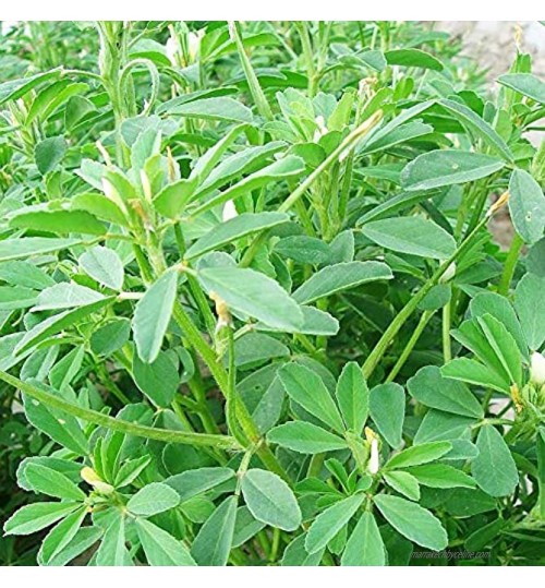 Phaseolus lunatus Herbe Graines Herbe Biologique Facile à Cultiver pour Bonsaï Maison Jardin Yards Plantation