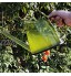 Delmkin Arrosoir en plastique 1,4 L avec long bec Arrosoir de jardin pour l'intérieur et l'extérieur vert