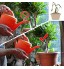Exuberia 1 2pcs Arrosoir Pommeau ABS Pomme Arrosoir Jardin Pluie Fine Arrosoir De Jardin Tête De Rose Arrosoir en Plastique pour Répartissez l'eau Uniformément Rendre Les Plantes Plus Saines