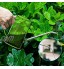 WD&CD Arrosoir pour Plantes 1L Petit Arrosoir pour Fleurs Pot d'arrosage à Long Bec en Acier Inoxydable Arrosoir en Plastique Transparent pour Plantes D'intérieur Plantes Succulentes Fleurs Vert