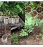 BoBoHome 1000 Pièces Biodégradable Non-Tissé Tissu Pépinière Plante Grandir Sacs Semis De Plus en Plus Planteur Pots De Plantation 8X12Cm