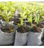Warooma Lot de 400 sacs de culture en tissu non tissé pour semis et plantes 3 tailles