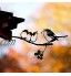 Silhouette en Acier d'oiseau en Métal,Décoration d'oiseaux de Branche,Statue Oiseaux Décor d'arbre d'art de Figure pour Décorations Extérieures de Patio Jardin C-Nourrir Les Oiseaux