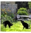 3pcs Chat Jardin Stakes Silhouette De Chat Enjeu pour Yards Pelouse Trottoir Extérieur Party Garden Festival Art Décoratif