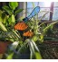 HYAQ Libellules décoratives de jardin en acrylique coloré Piquets de décoration arc-en-ciel Décoration intérieure et extérieure Pour passage de pelouse patio parterres de fleurs 10 x 15 cm