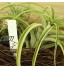 100 Pcs Étiquettes en Plastique de la Plante 10x2cm Étiquettes Jardin Imperméables en Plastique Marqueurs Semis Étiquettes Plante de Pépinière Étiquettes Pot de fleur plantes en PVC