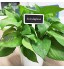 40pcs Étiquettes de Plantes en Ardoise Mini Tableau Noir Marqueur de Jardin Plante Signe Tags en Bois Étiquettes Potager pour Fleur Légumes Graine Jardin Pépinière