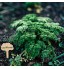 AIEX 30 Pièces Étiquettes De Plantes en Bambou Marqueurs De Plantes De Type Arbre Vert Étiquette De Jardin en Bois pour Légumes en Pot De Jardin