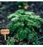 AIEX 30 Pièces Étiquettes De Plantes en Bambou Marqueurs De Plantes Décoratifs De Type t Étiquette De Jardin en Bois avec Un Stylo pour Graines De Jardin en Pot Herbes Fleurs Légumes