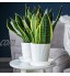 GAKUMXL Lot de 3 soucoupes pour plantes 15 cm En plastique épais et robuste Pour intérieur et extérieur Blanc