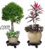TONGXU Lot de 2 supports pour pots de fleurs en résine PP avec 4 roues universelles Plateau support mobile pour plantes fleurs pour jardin intérieur extérieur