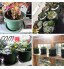 Mengxin 8 Paquets 23CM Pot de Fleur en Plastique Vert Pots de Plantes avec Soucoupe Pot Plastique Jardin Extérieures et Intérieures pour Bonsai Plantes Succulent Aloès Herbe Grand