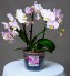 Orchidée Pots avec trous Cymbidium Orchidée Phalaenopsis Pot de fleurs d'intérieur en plastique transparent Vanda Lot de 4 pots de fleurs 5.5 inch