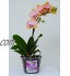 Orchidée Pots avec trous Cymbidium Orchidée Phalaenopsis Pot de fleurs d'intérieur en plastique transparent Vanda Lot de 4 pots de fleurs 5.5 inch